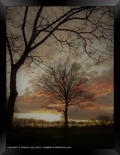 The Tree Of Life Framed Print by Photography by Sharon Long 
