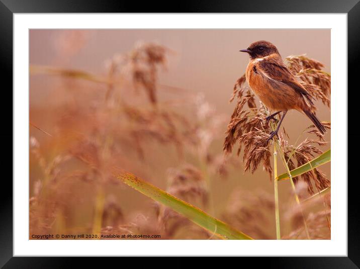 Autumn Stonechat Framed Mounted Print by Danny Hill