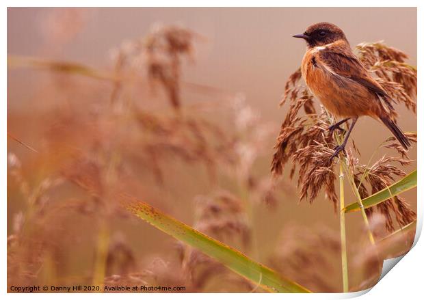 Autumn Stonechat Print by Danny Hill