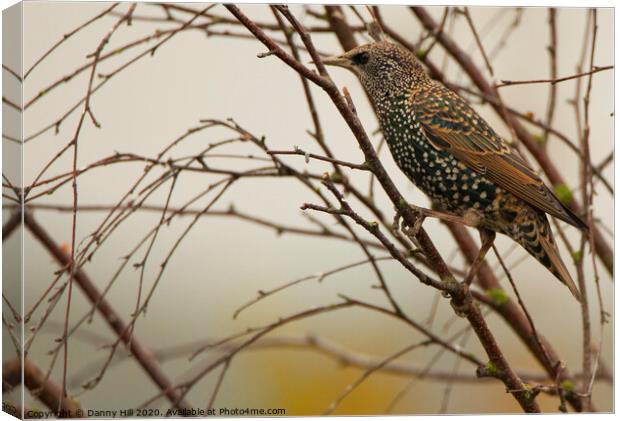 Winter Starling Canvas Print by Danny Hill