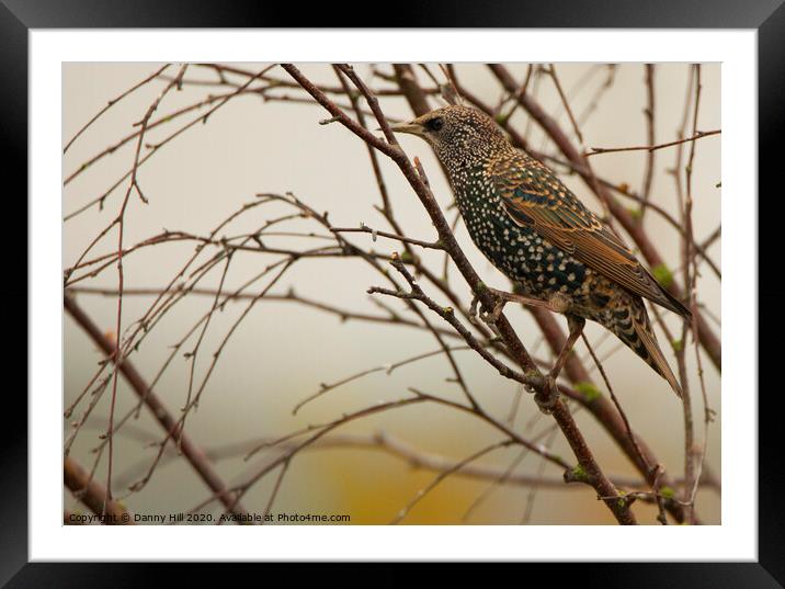 Winter Starling Framed Mounted Print by Danny Hill