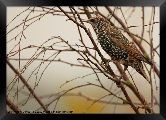Winter Starling Framed Print by Danny Hill