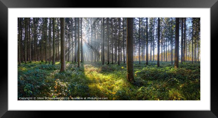 Sunny Forest Framed Mounted Print by Silvio Schoisswohl