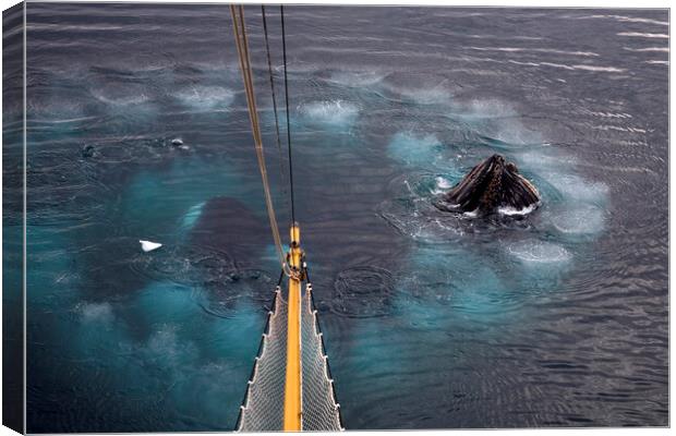 Humpback Whales Bubble Net Feeding Canvas Print by Arterra 
