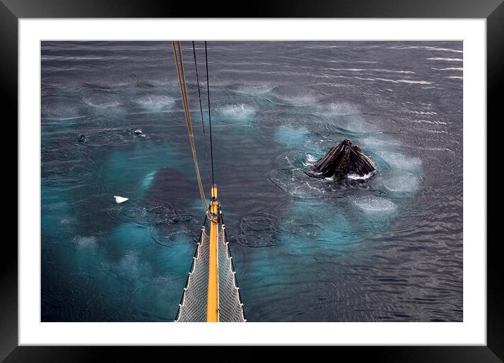 Humpback Whales Bubble Net Feeding Framed Mounted Print by Arterra 