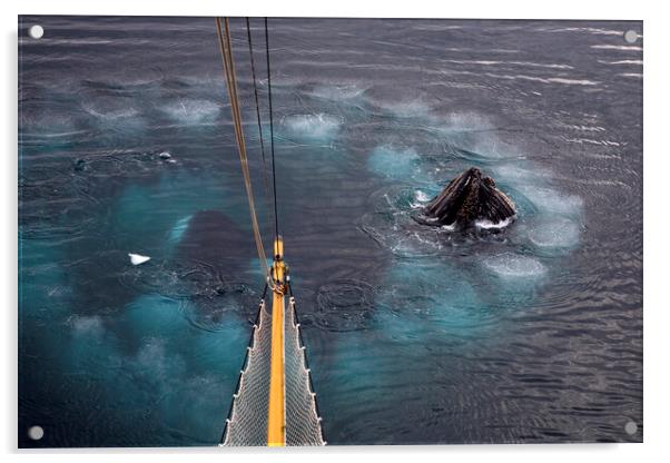 Humpback Whales Bubble Net Feeding Acrylic by Arterra 
