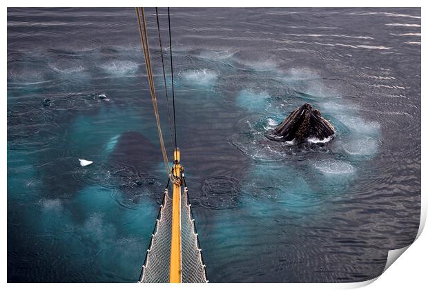 Humpback Whales Bubble Net Feeding Print by Arterra 