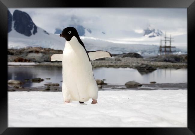 Adélie Penguin in Antarctica Framed Print by Arterra 