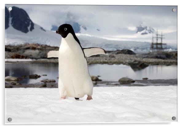 Adélie Penguin in Antarctica Acrylic by Arterra 