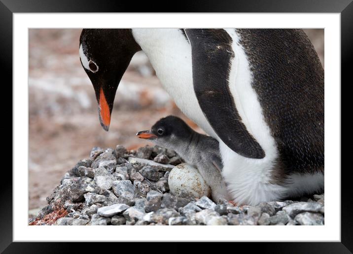 Gentoo Penguin with Chick Framed Mounted Print by Arterra 