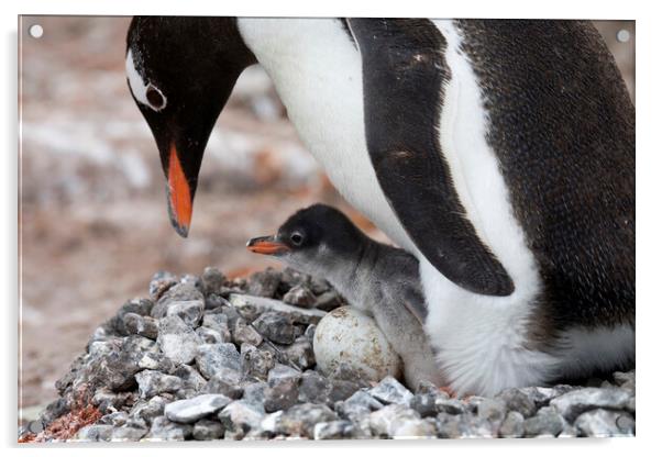 Gentoo Penguin with Chick Acrylic by Arterra 