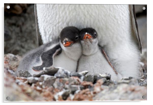 Gentoo Penguin Chicks Acrylic by Arterra 