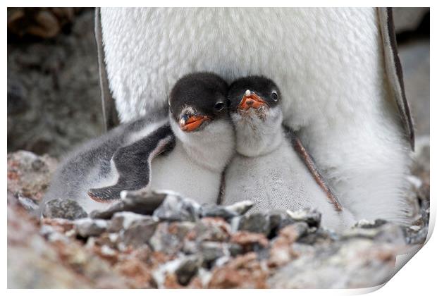 Gentoo Penguin Chicks Print by Arterra 