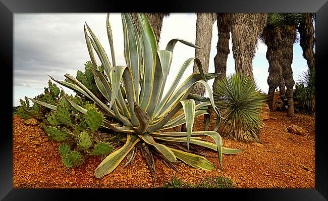 Mallorca Cacti Framed Print by Peter F Hunt