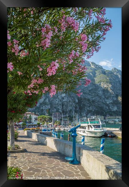 LAKE GARDA Harbour & Riverside in Limone sul Garda Framed Print by Melanie Viola
