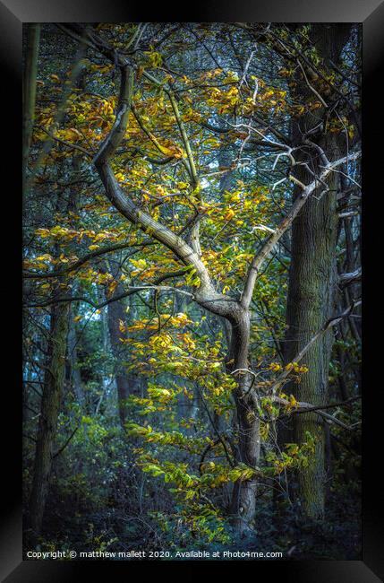 Essex Autumn Tree Framed Print by matthew  mallett