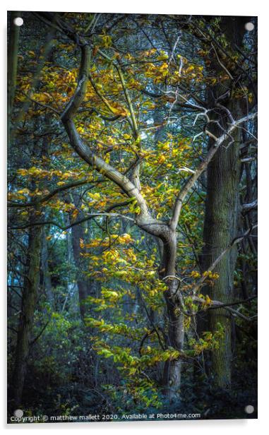 Essex Autumn Tree Acrylic by matthew  mallett