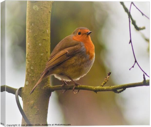 Robin Redbreast Canvas Print by sue jenkins