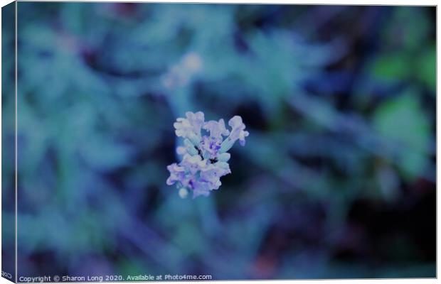 Lavender Blue Canvas Print by Photography by Sharon Long 