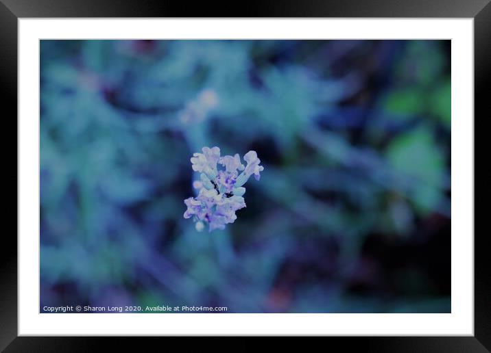 Lavender Blue Framed Mounted Print by Photography by Sharon Long 