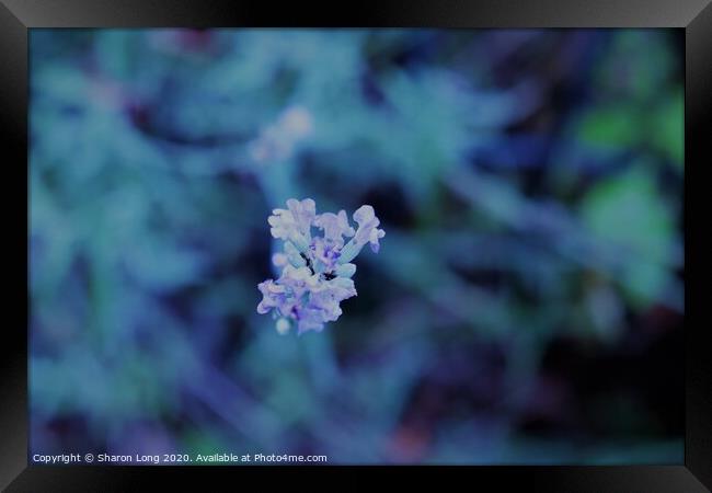 Lavender Blue Framed Print by Photography by Sharon Long 