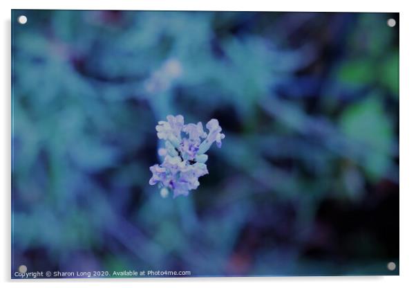 Lavender Blue Acrylic by Photography by Sharon Long 