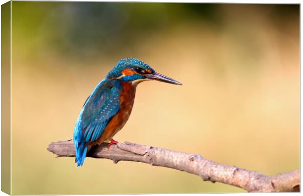 The Kingfisher Canvas Print by Mick Vogel