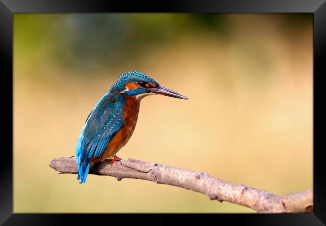 The Kingfisher Framed Print by Mick Vogel
