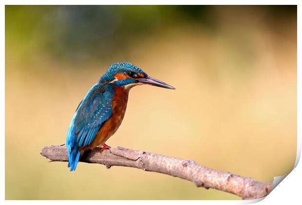 The Kingfisher Print by Mick Vogel