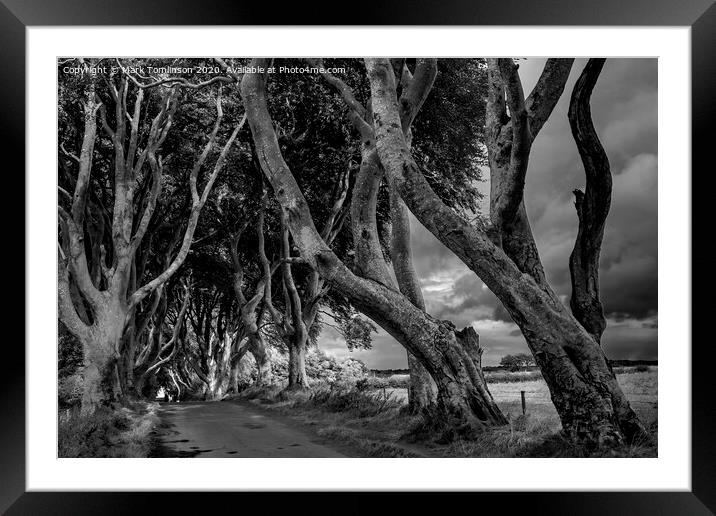 Moody Beech Trees Framed Mounted Print by Mark Tomlinson
