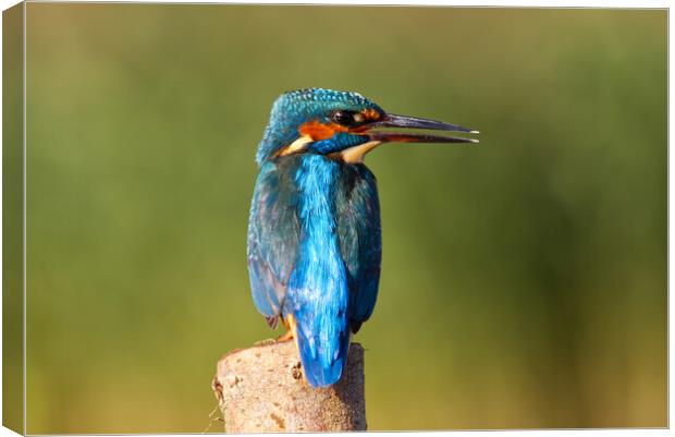 Calling Kingfisher Canvas Print by Mick Vogel