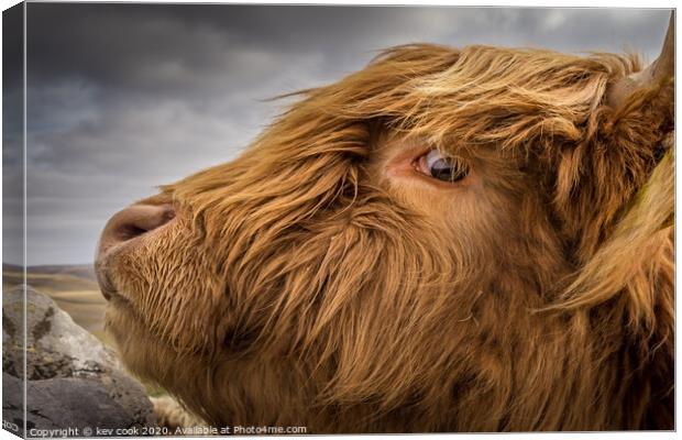 Eye-land coo Canvas Print by kevin cook