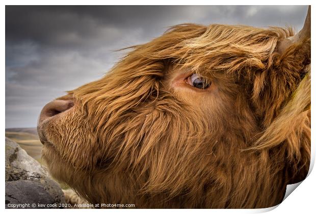 Eye-land coo Print by kevin cook
