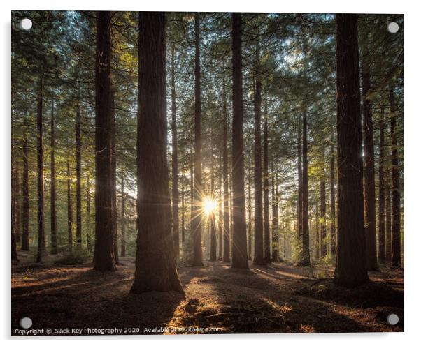 Leighton Redwood Grove Acrylic by Black Key Photography
