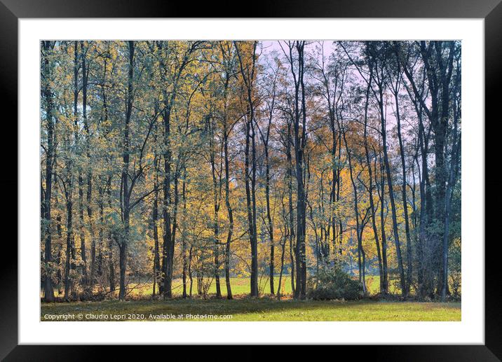 Autumnal plant tree screen Framed Mounted Print by Claudio Lepri