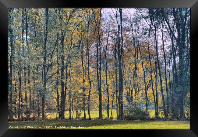 Autumnal plant tree screen Framed Print by Claudio Lepri