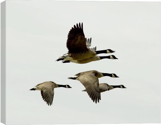 Geese in Flight Canvas Print by Tim O'Brien