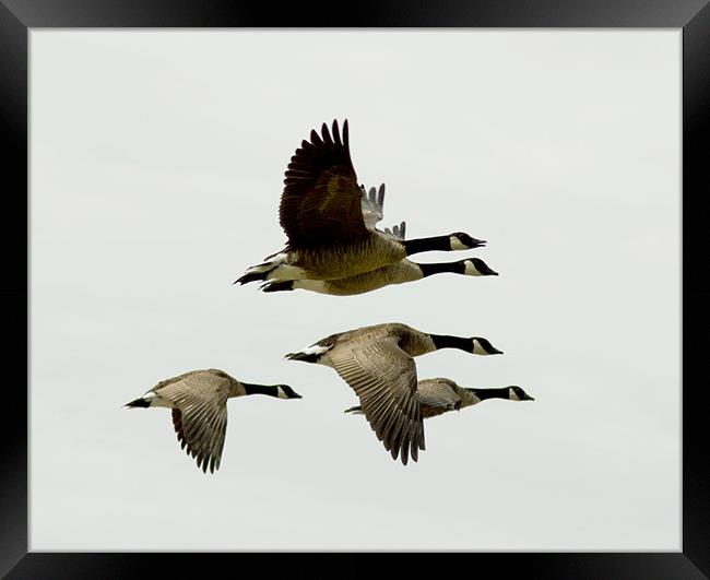 Geese in Flight Framed Print by Tim O'Brien