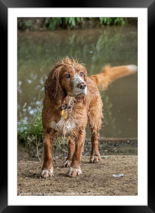 Spaniel, dog  Framed Mounted Print by Holly Burgess