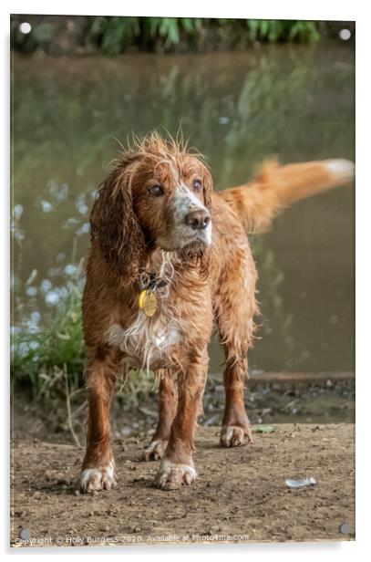 Spaniel, dog  Acrylic by Holly Burgess
