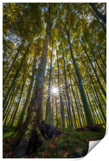 Nice sycamore trees from bottom view in a sunny day in Spain Print by Arpad Radoczy