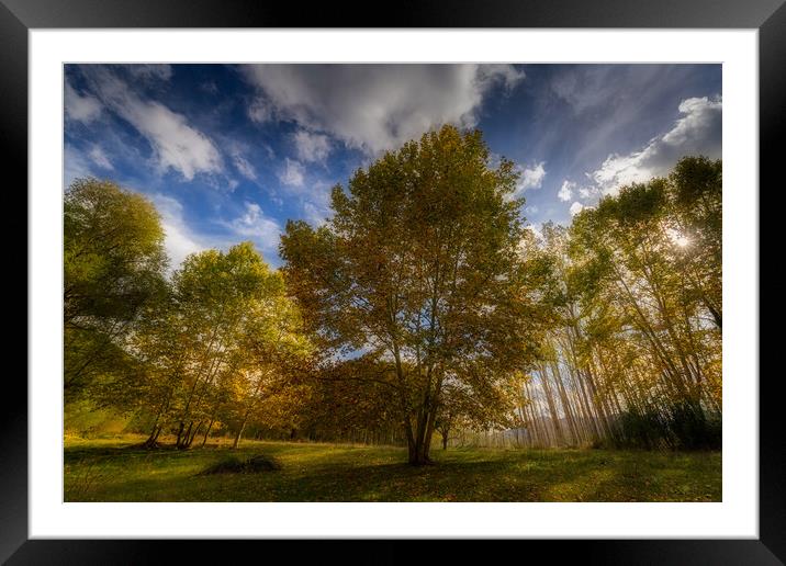Nice sycamore trees from bottom view  Framed Mounted Print by Arpad Radoczy