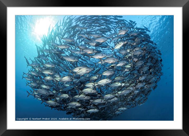 A ball of Bigeye trevallies Framed Mounted Print by Norbert Probst