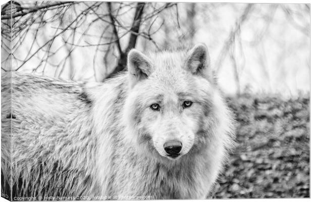 White Wolf converted to Black and white  Canvas Print by Holly Burgess