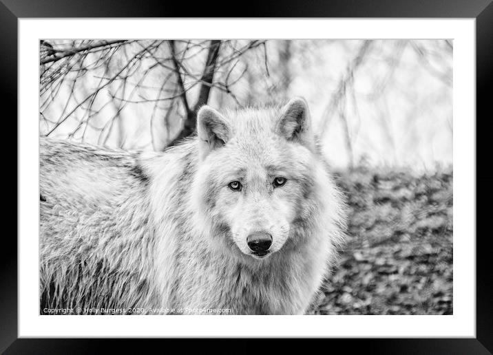 White Wolf converted to Black and white  Framed Mounted Print by Holly Burgess