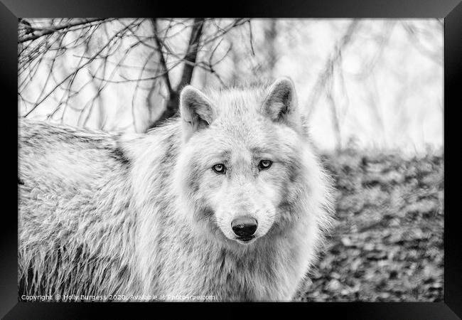 White Wolf converted to Black and white  Framed Print by Holly Burgess