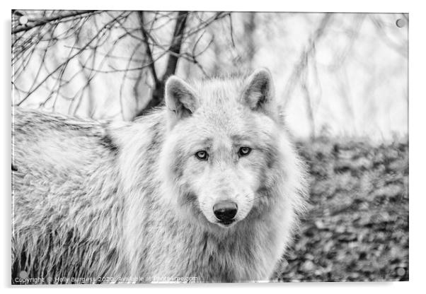 White Wolf converted to Black and white  Acrylic by Holly Burgess