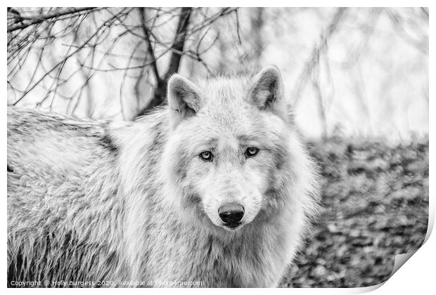 White Wolf converted to Black and white  Print by Holly Burgess