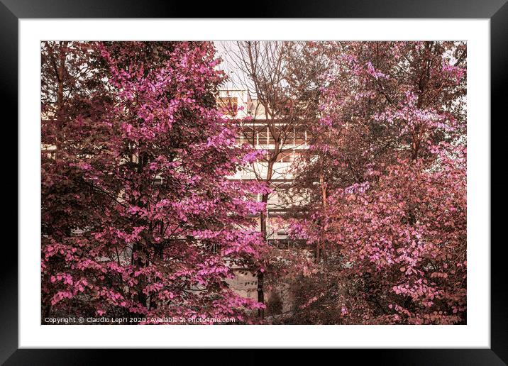 Imaginative picture with pink foliage and straight lines Framed Mounted Print by Claudio Lepri