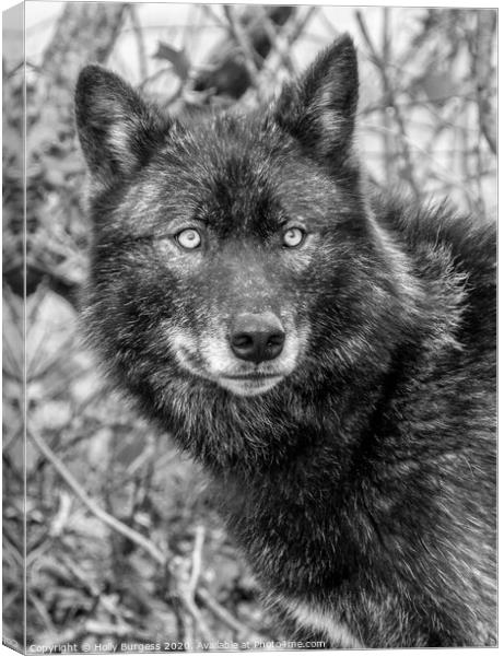 Black Wolf  Canvas Print by Holly Burgess